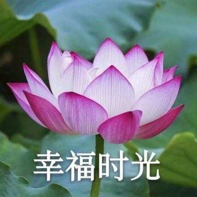 结界女王ex手游下载